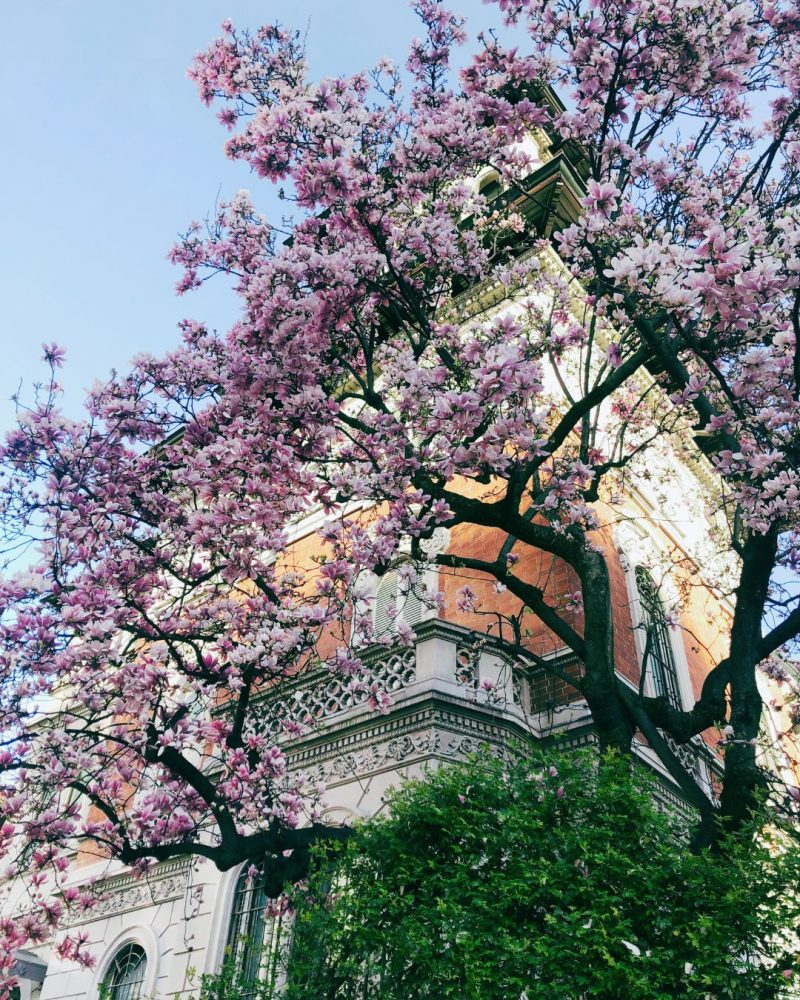 Strazile din Milano in floare