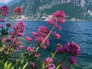 Florile colorate, cu Lacul Iseo pe fundal, creează o atmosferă de poveste, perfectă pentru iubitorii de natură și fotografie.