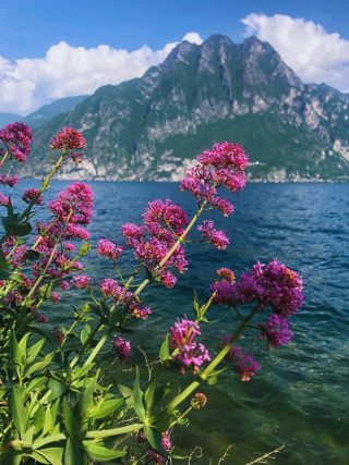 Florile colorate, cu Lacul Iseo pe fundal, creează o atmosferă de poveste, perfectă pentru iubitorii de natură și fotografie.